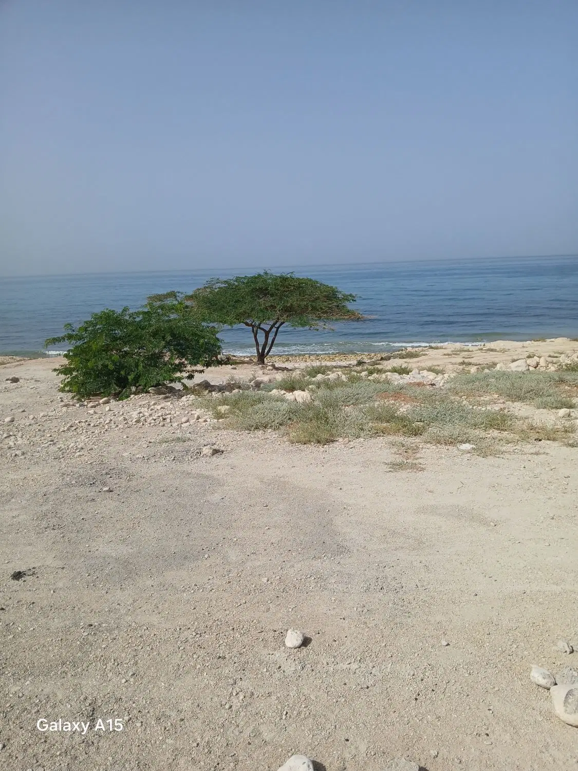 فروش زمین مسکونی یاس