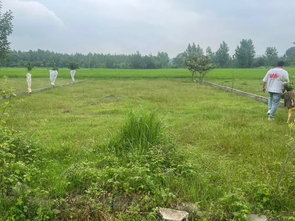 زمین ۲۵۰متری خوشرودپی بورا