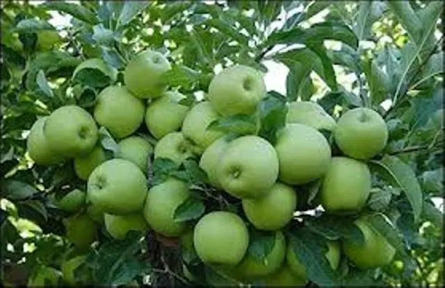 ۴۰۰۰متر سند برق گاز آب کشاورزی