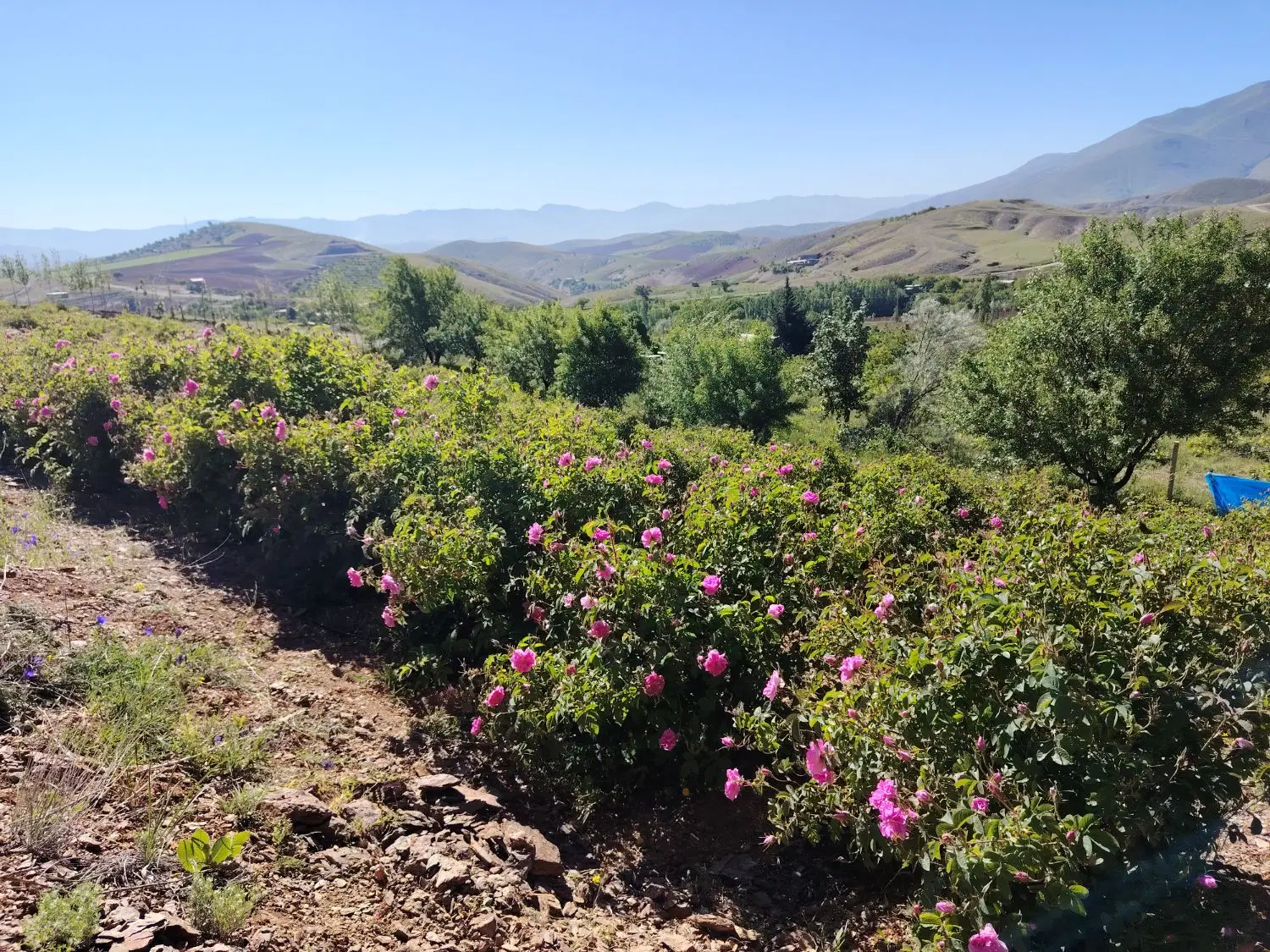 زمین کشاورزی و باغ ویلایی