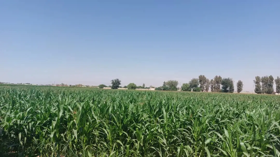 زمین کشاورزی واقع در قویینک زهری ورامین