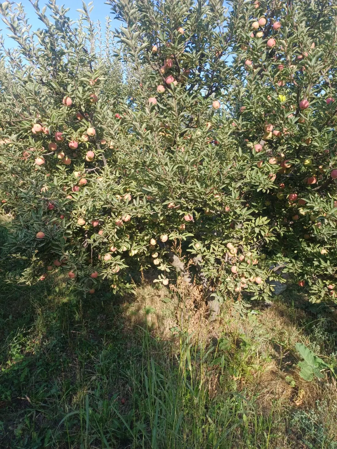 اجاره باغ سیب