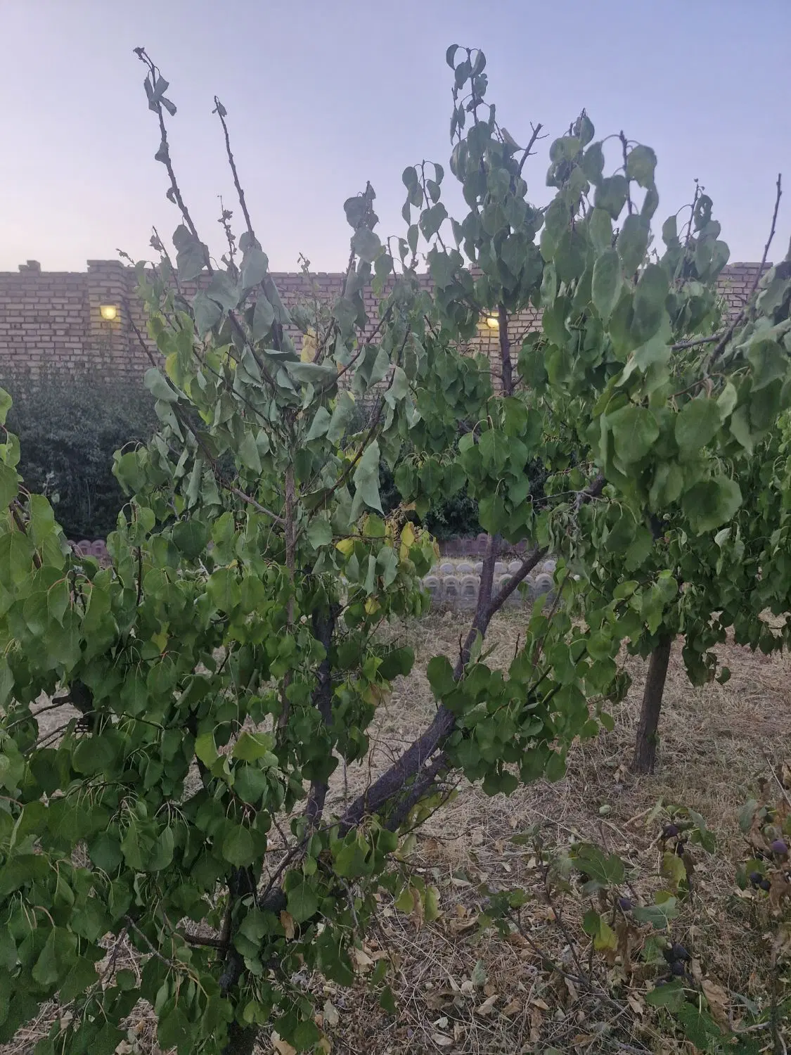 زمین مسکونی باغرود