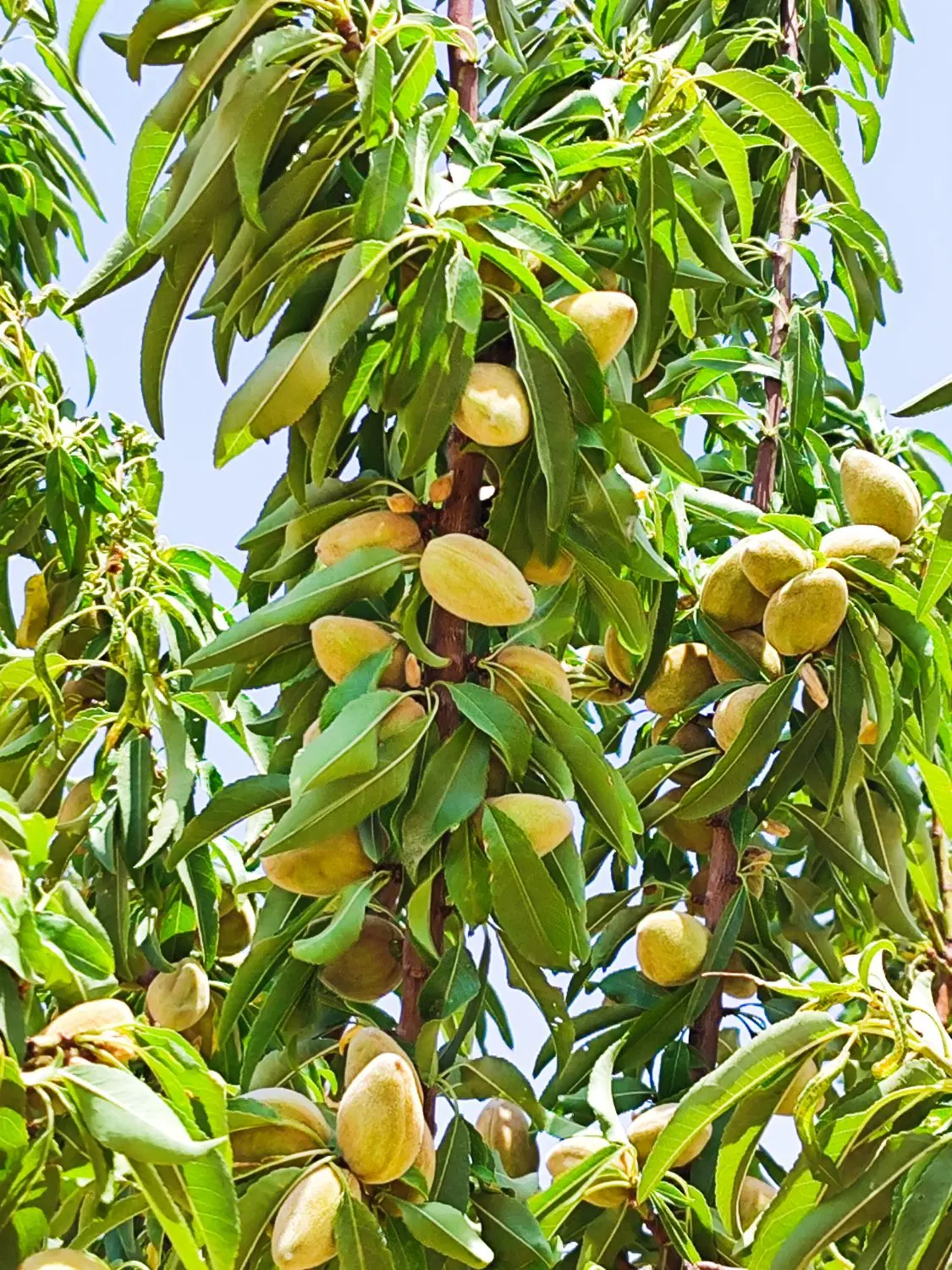 باغ فروشی