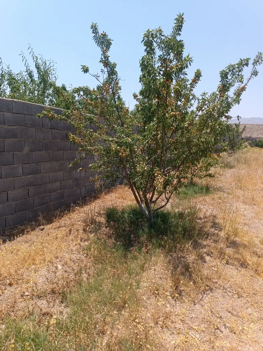 فروش باغ در روستای لاو مبارکه