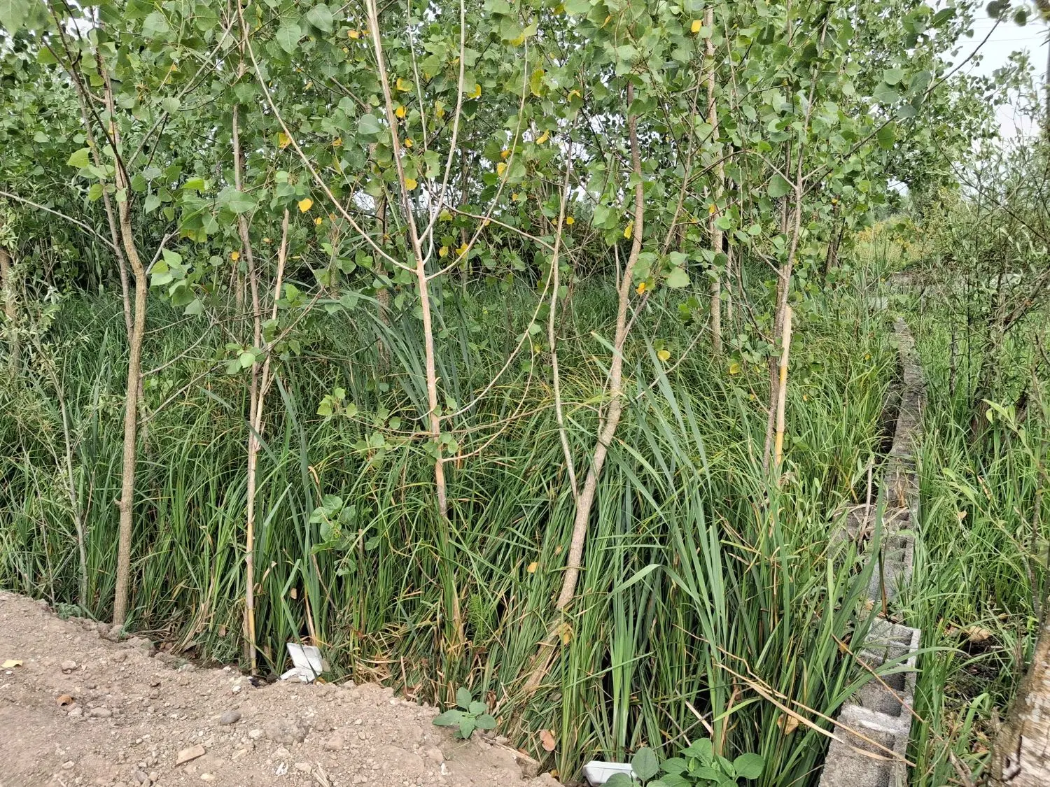 زمین باغی داخل طرح