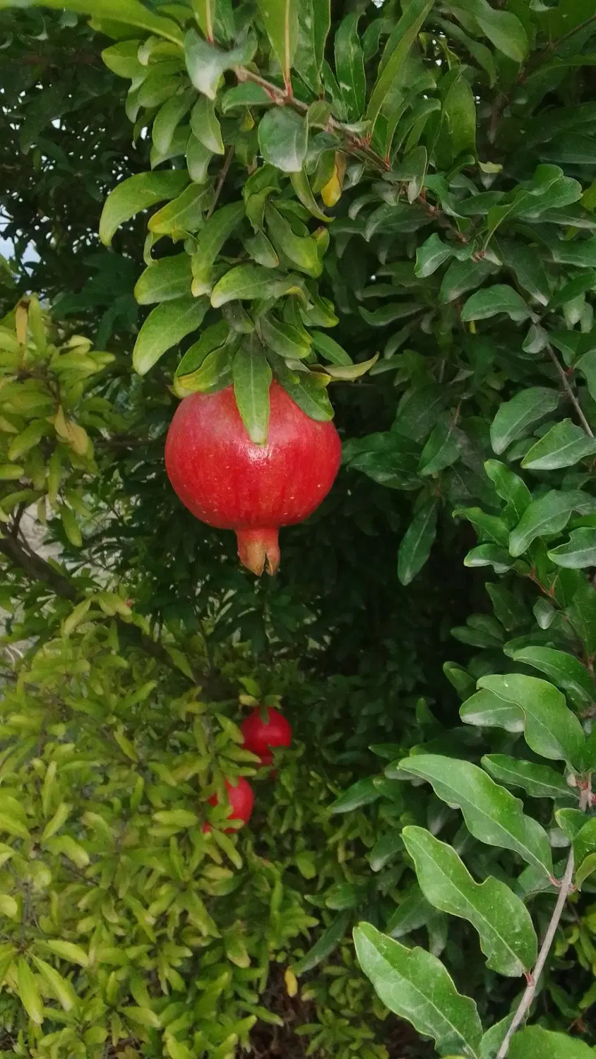زمین باغی فروشی