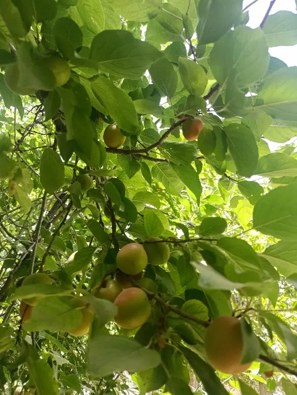 زمین فروشی