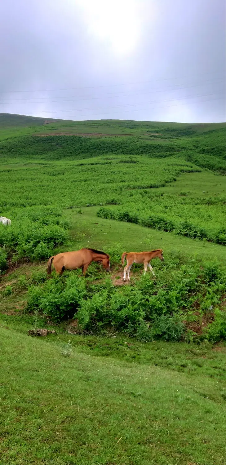 معاوضه و تهاتر زمین با خودرو