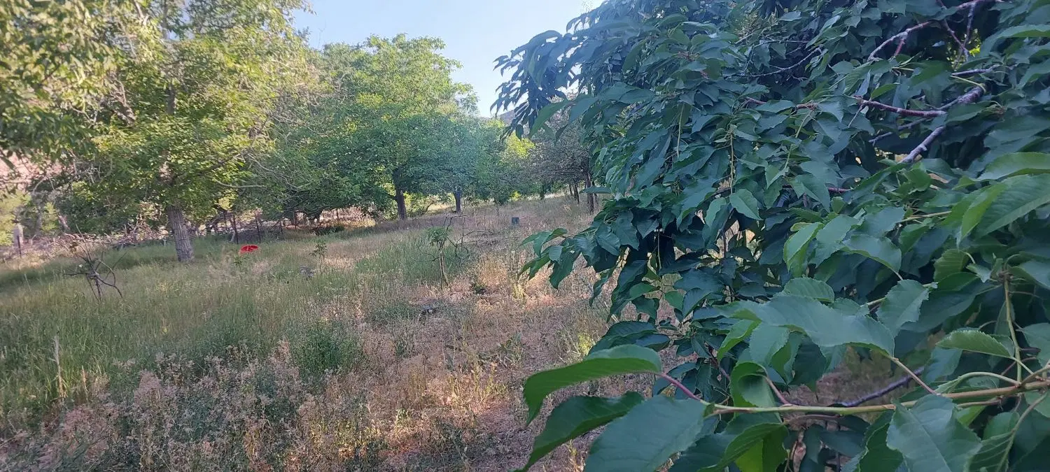 فروش باغ
