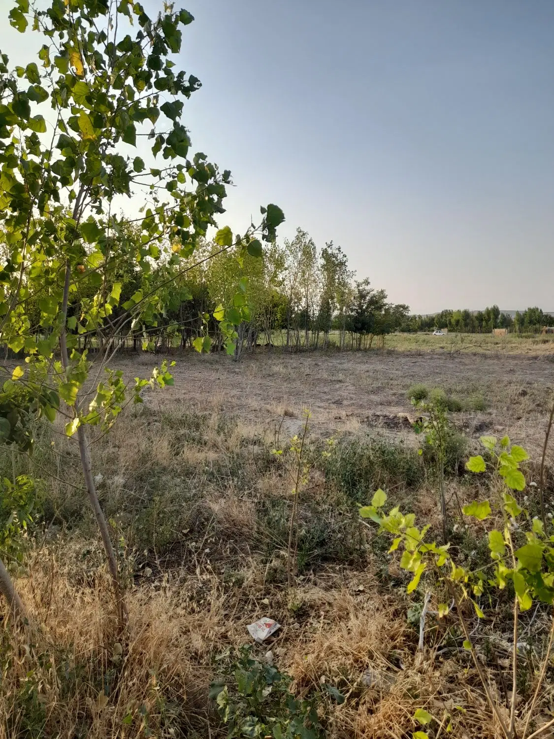 زمین کشاورزی