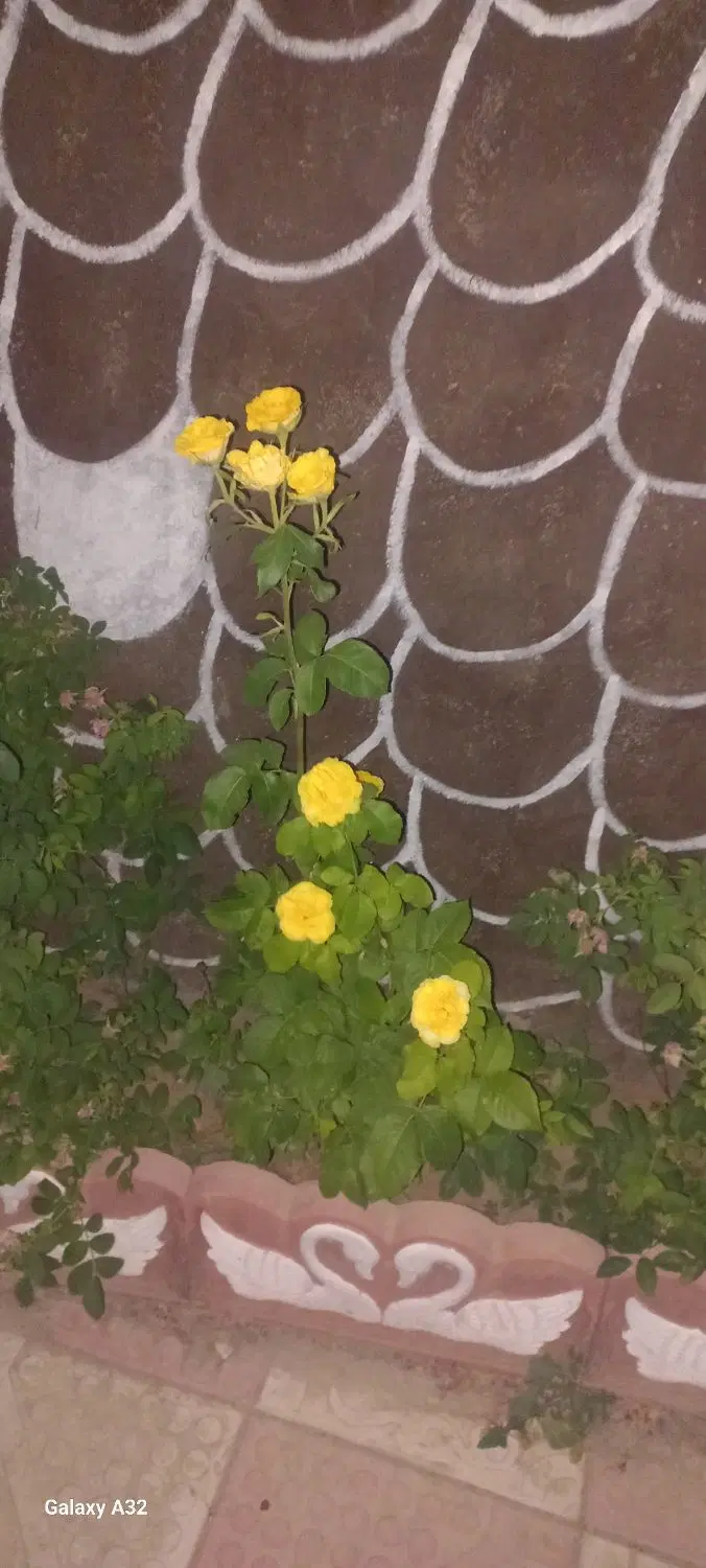 باغ ویلا ۲۲۰ متری در باغ معروف