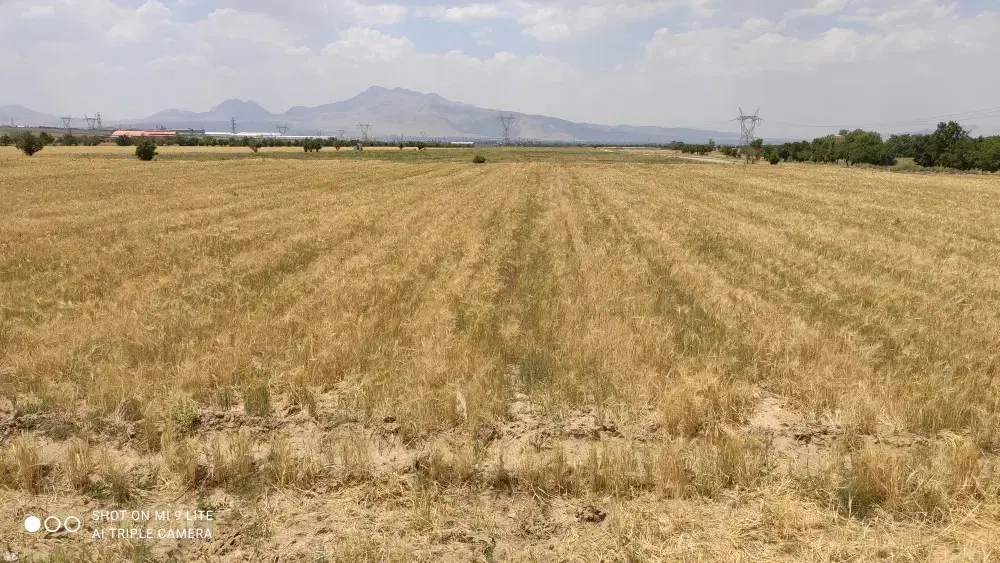 زمین کشاورزی فروشی