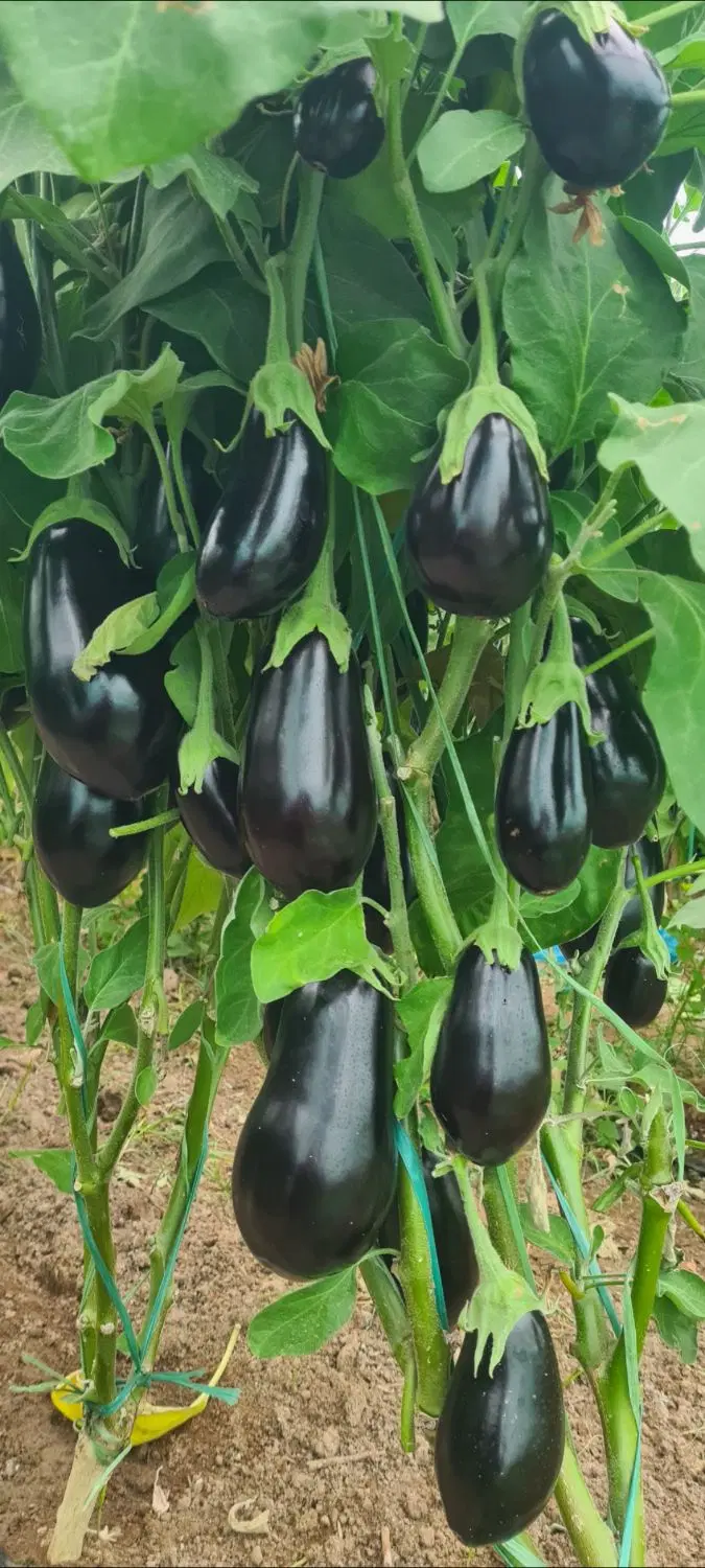 اجاره گلخانه
