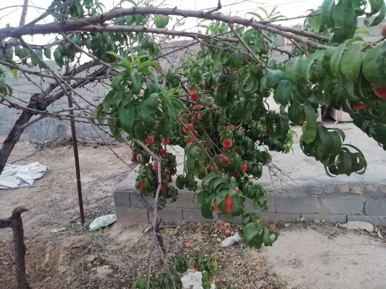 باغ ۵۰۰ متری اندرخ مشهد