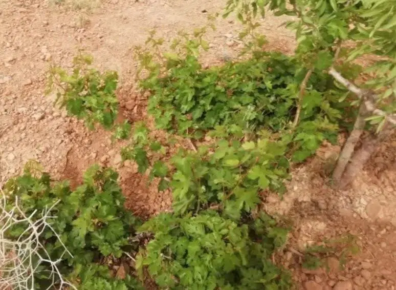 فروش باغ در قنوات