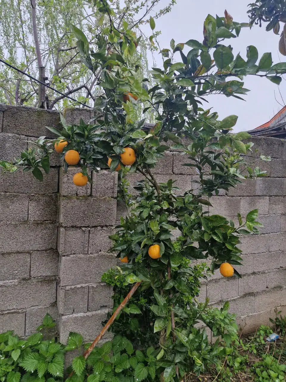 اجاره بلند مدت ویلا مبله