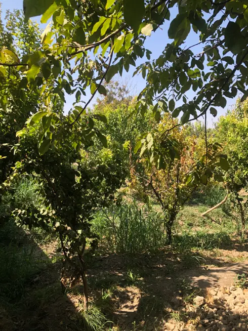 ۳۰۰متر یه جای دنج برای ویلای خودت