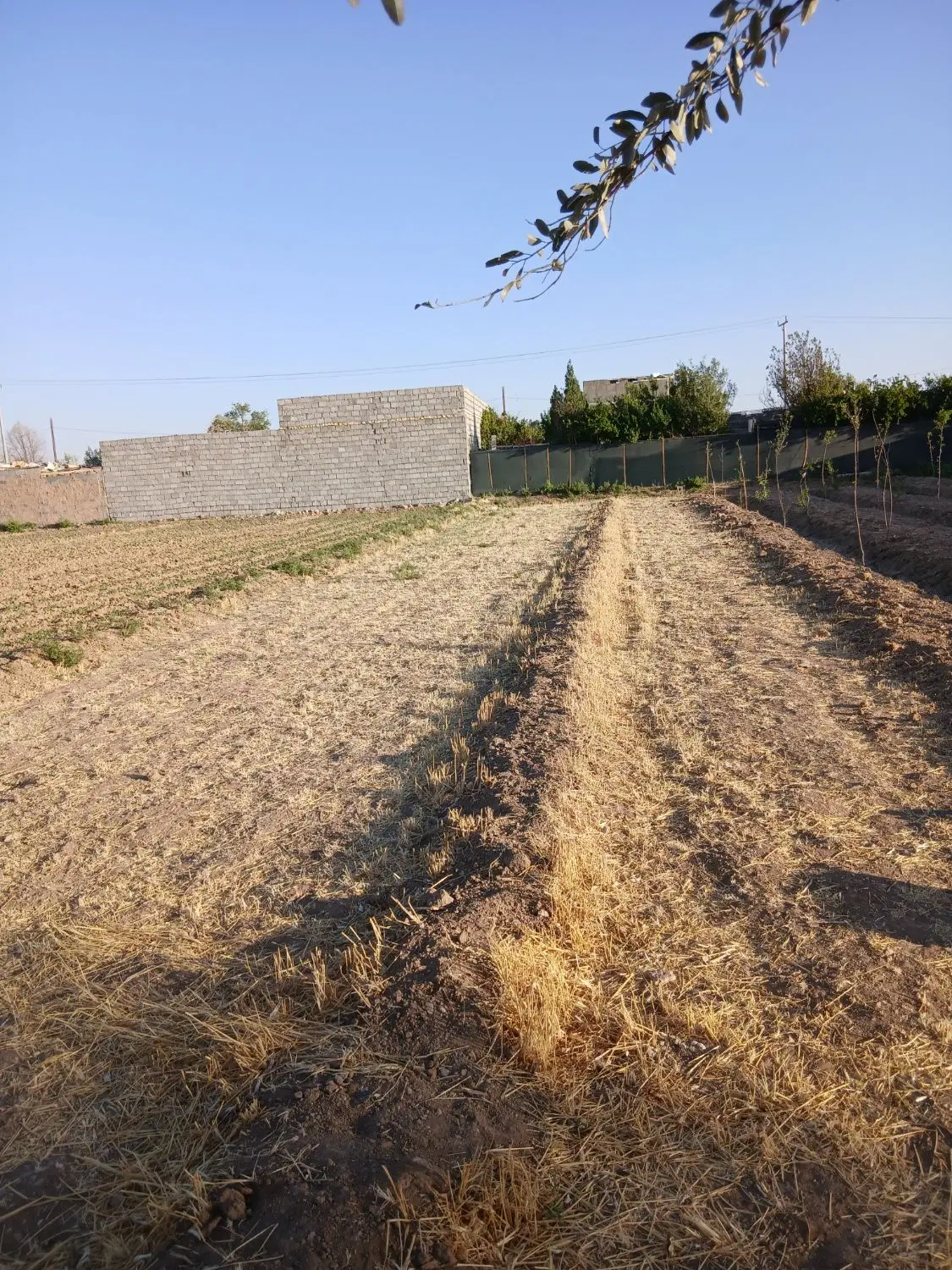 زمین باغی ۳۵۰ متر عاشق آباد