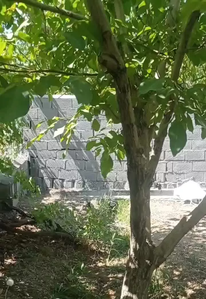 600مترباغ ویلایی عقیل آباد خیابان شادگان