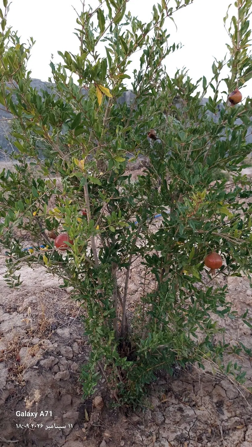 باغ ۳۴۰۰متری