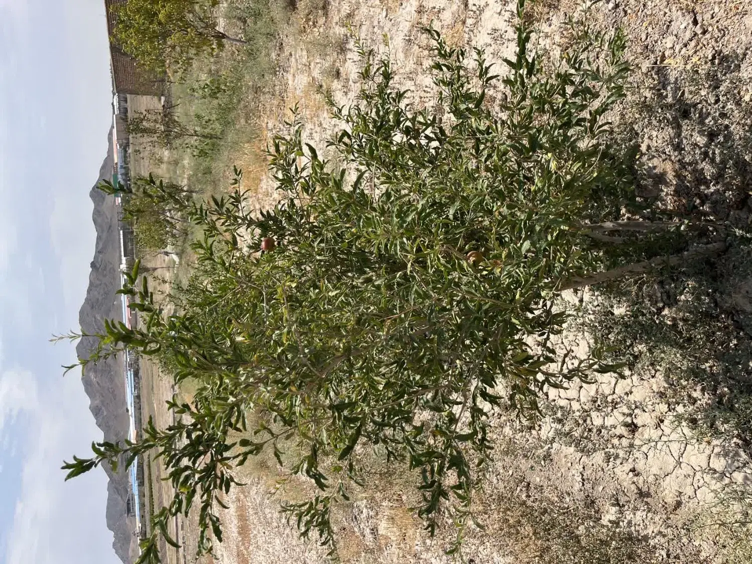 فروش باغ و زمین در صفادشت(گله کریز)