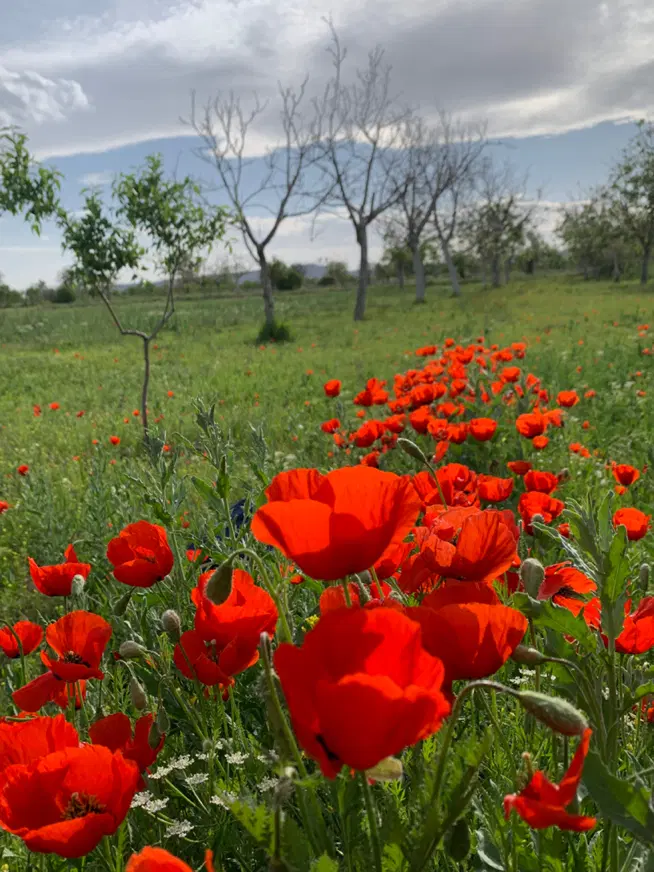 زمین مرزوعی