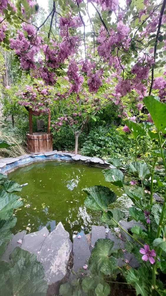 ملک کلنگی کامرانیه