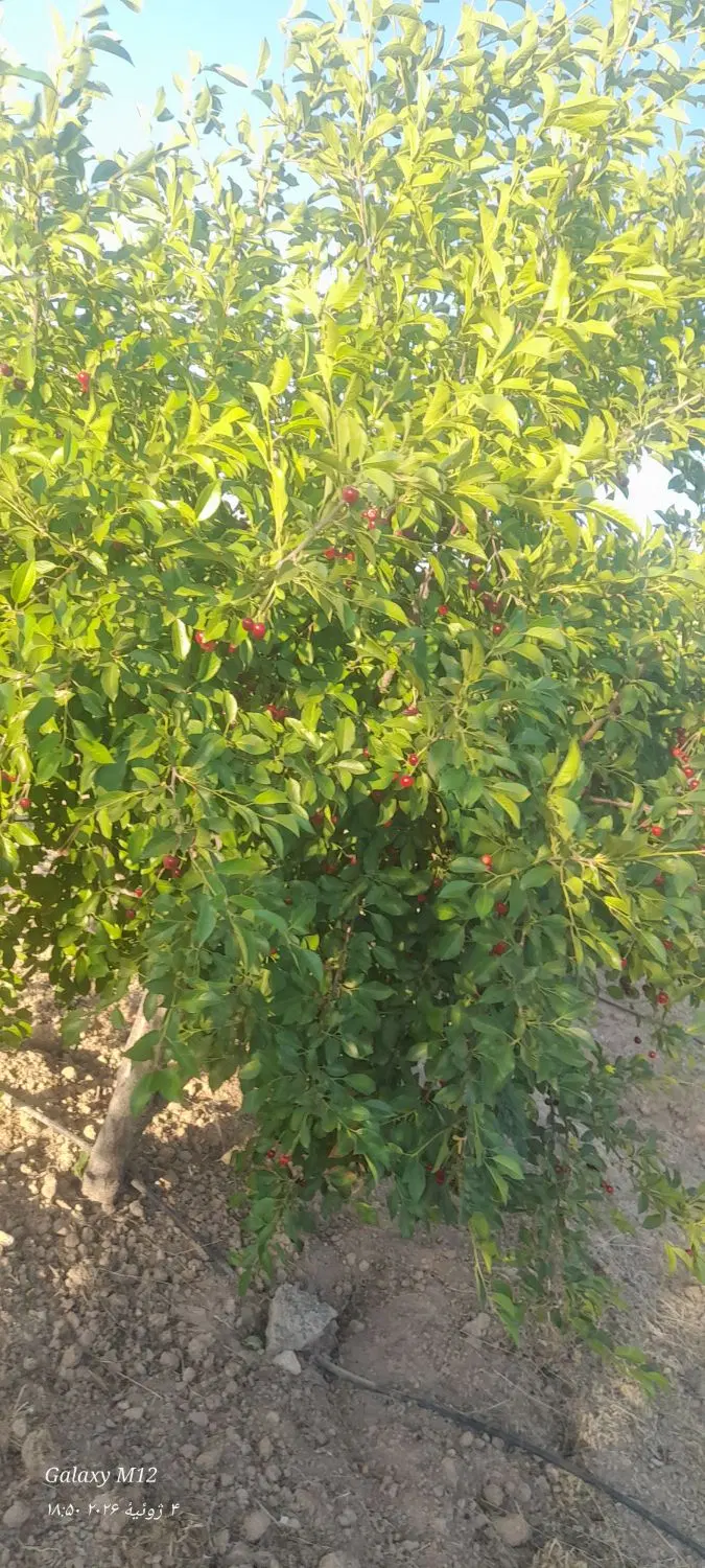 فروش ۲۰۰۰هزار زمین باغ