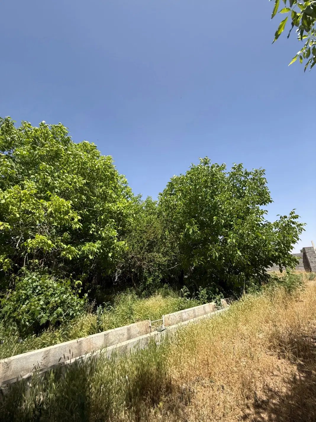 باغ چنار اقلید