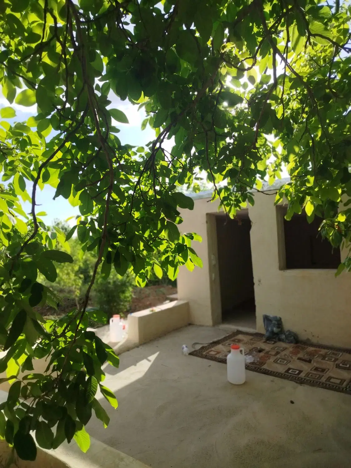 باغ انگوری و درختی