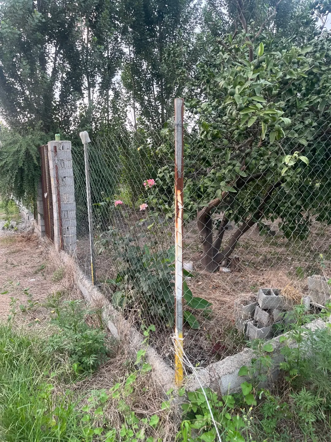 200باغ مرکبات محصور قراخیل