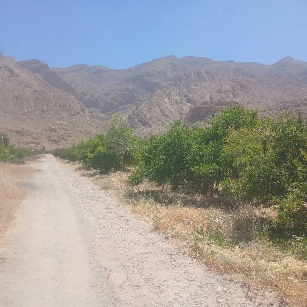 باغ انار