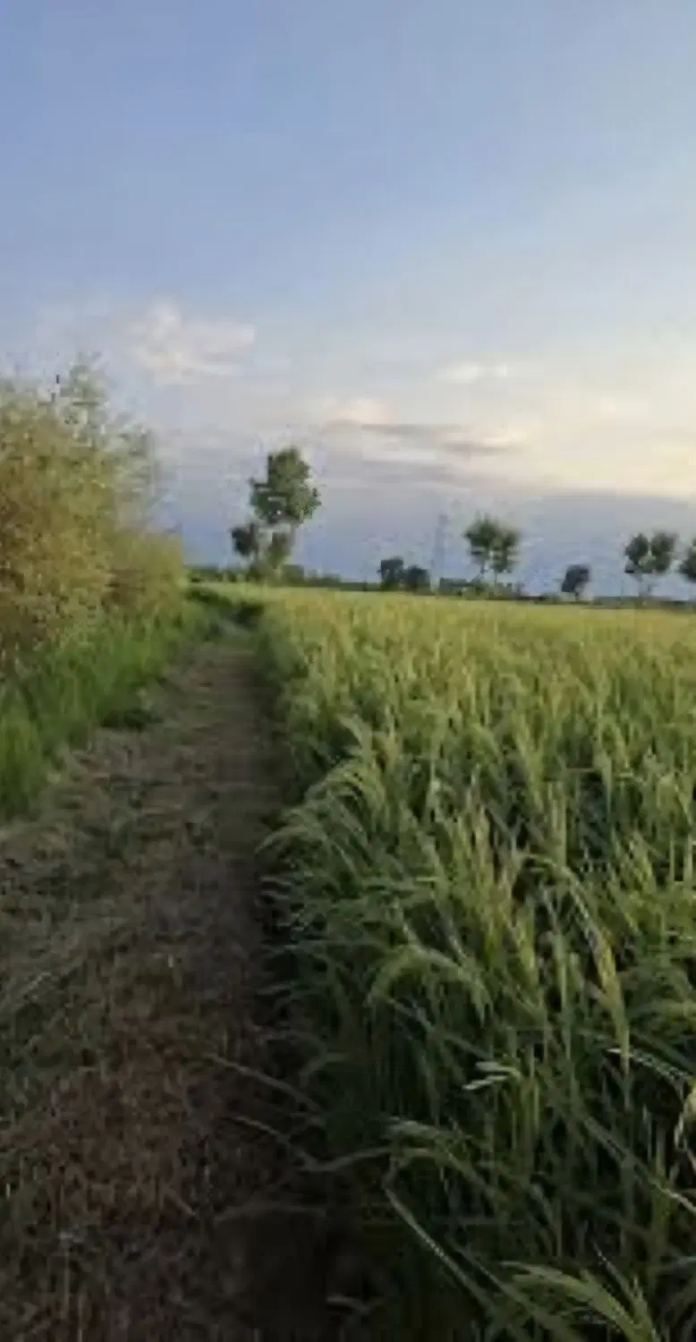 زمین شالیزاری ۳۰۰ متر در روستا