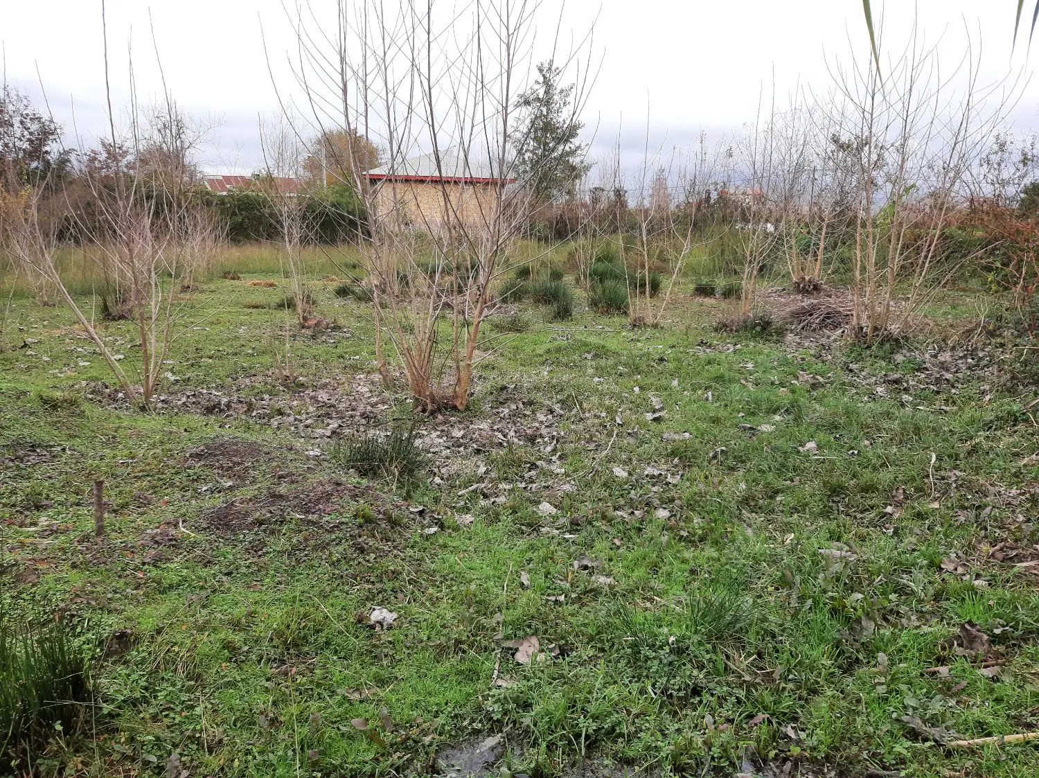 زمین مسکونی