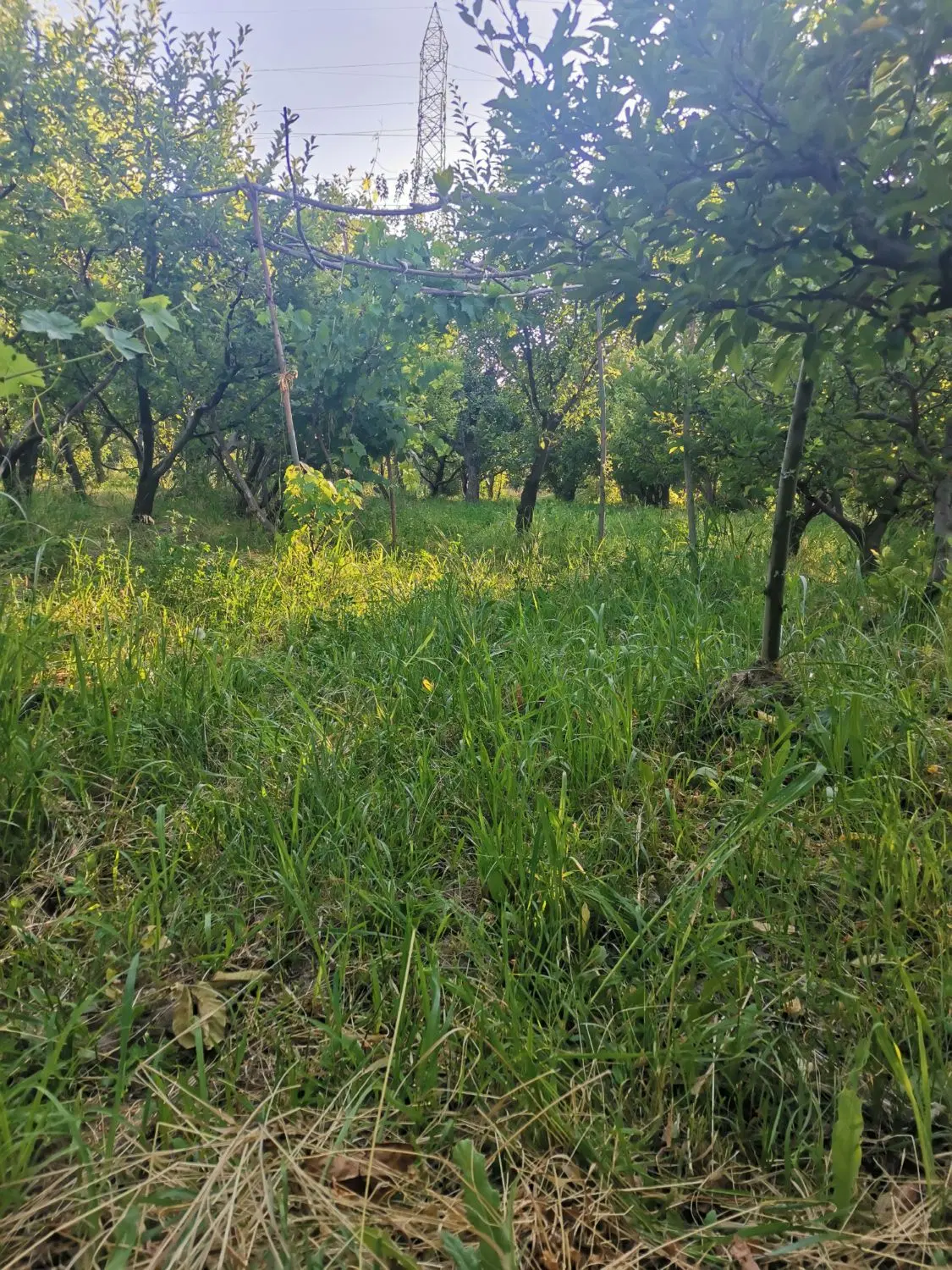 فروش باغچه