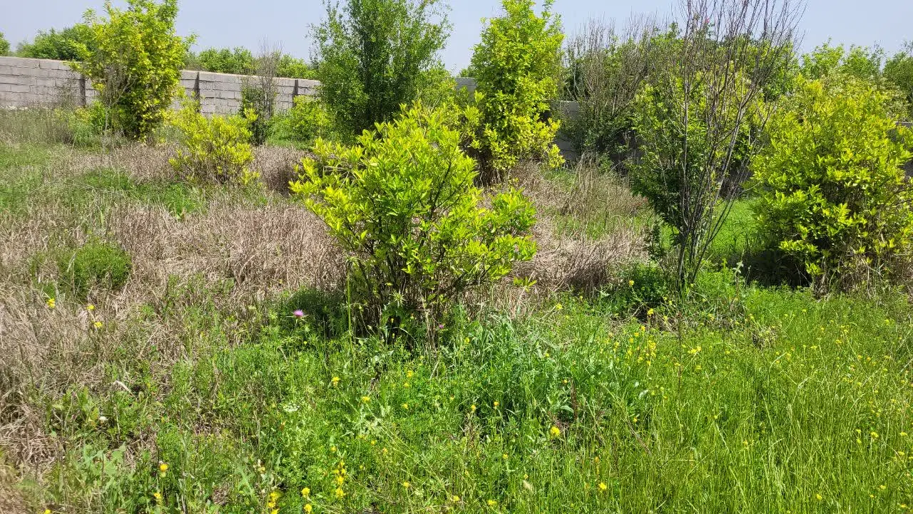 فروش باغچه