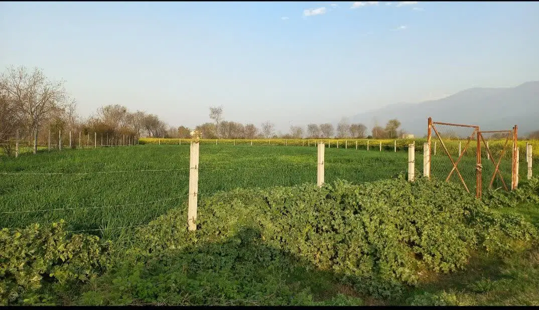 زمین  ۱۸۰۰ متر روستای زیبای جفاکنده (استان گلستان)