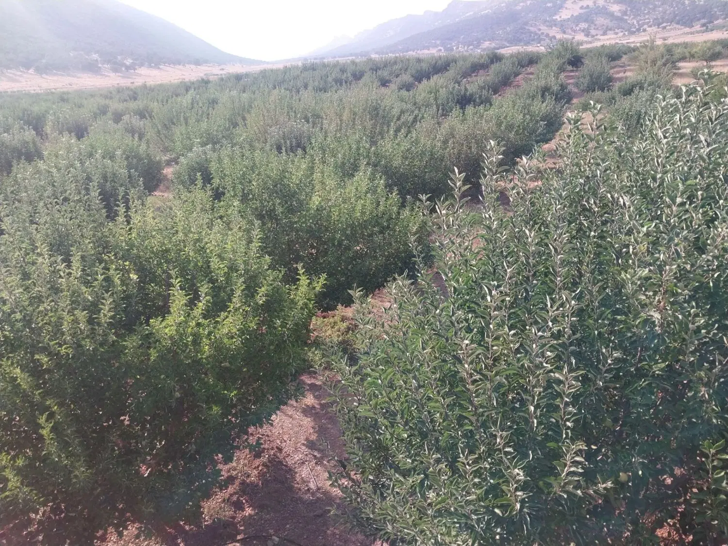 باغ و زمین کشاورزی خونه ویلایی