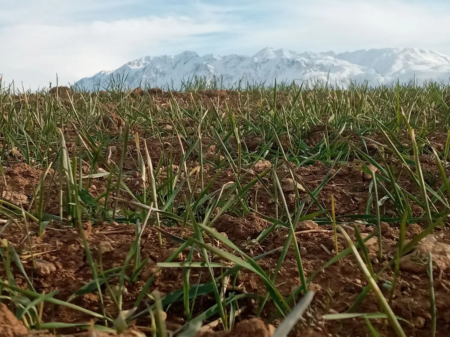 فروش زمین کشاورزی روستای چغادون