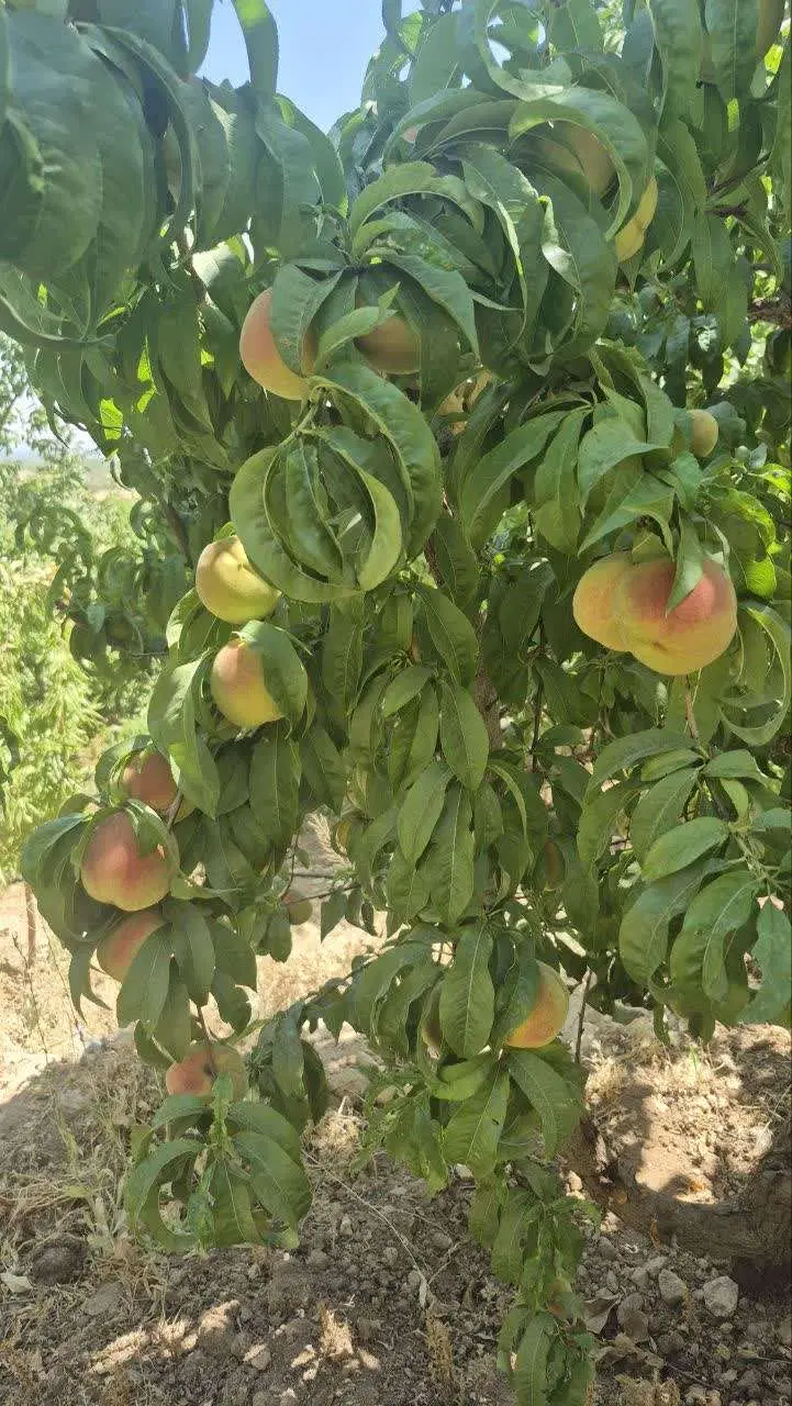 طرع عمان 2000 متری