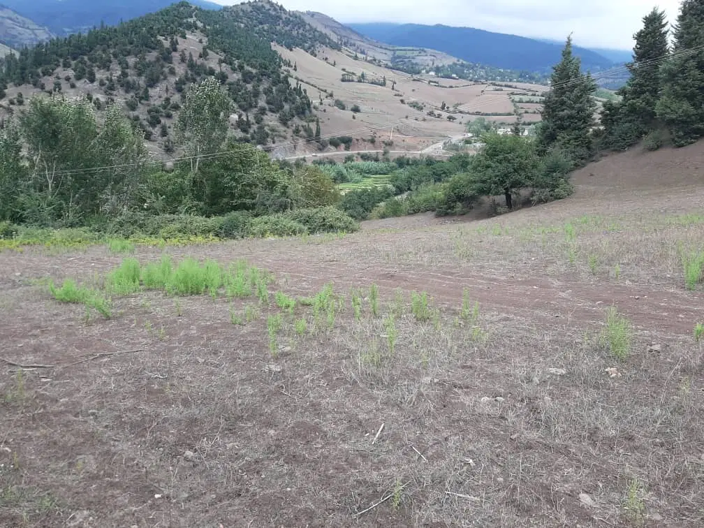 زمین باغی کلنگی