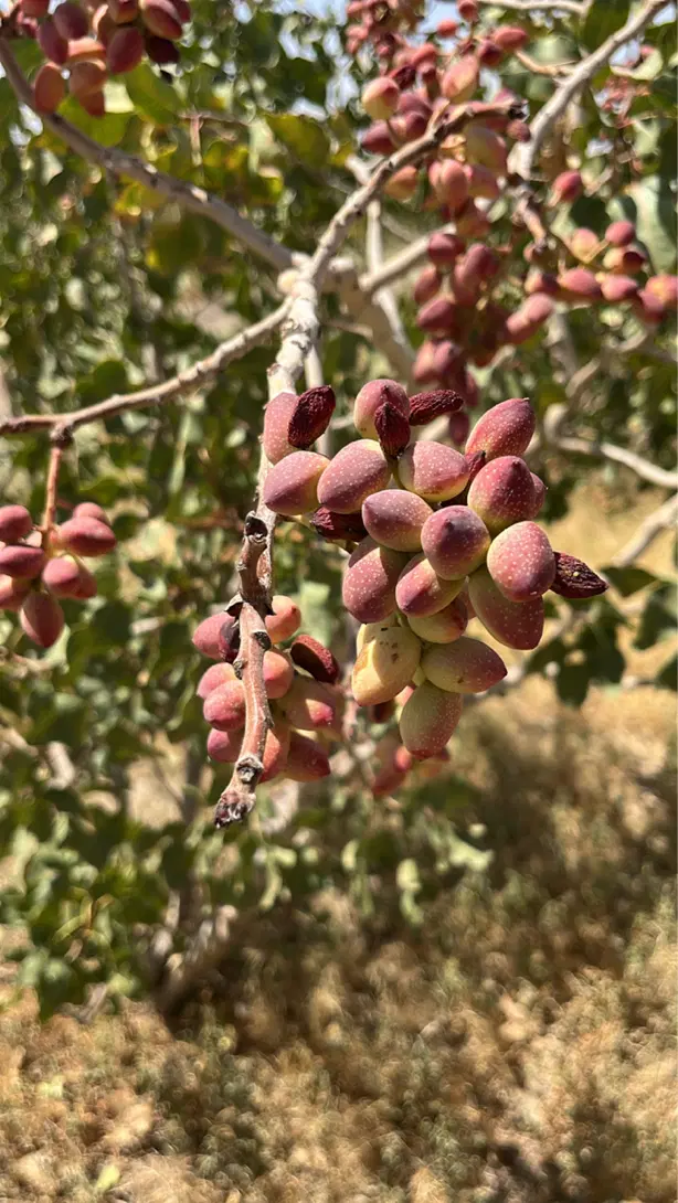 فروش پسته کال