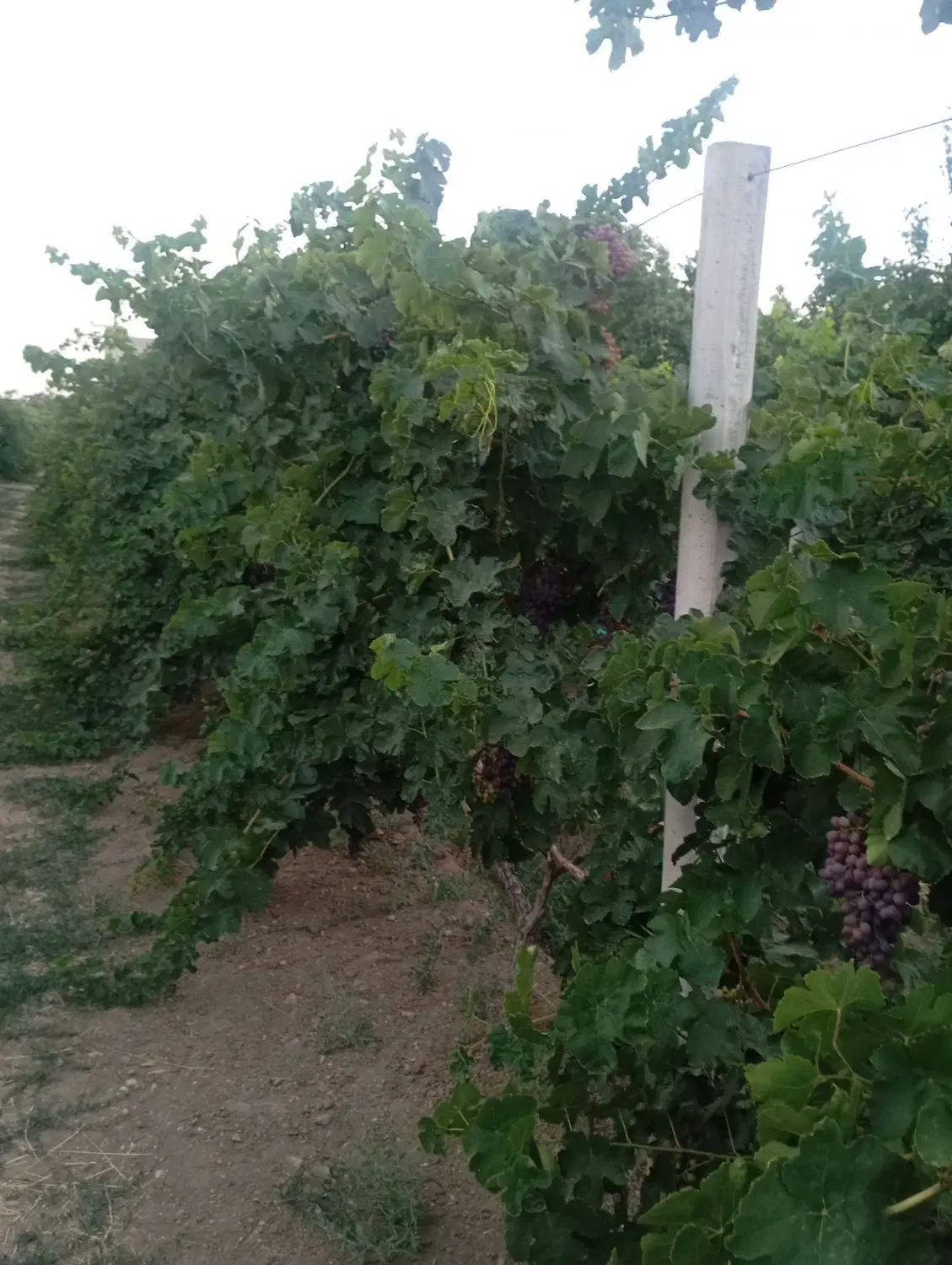 باغ ایستاده و باغچه آلو کالیفرنیا بارده
