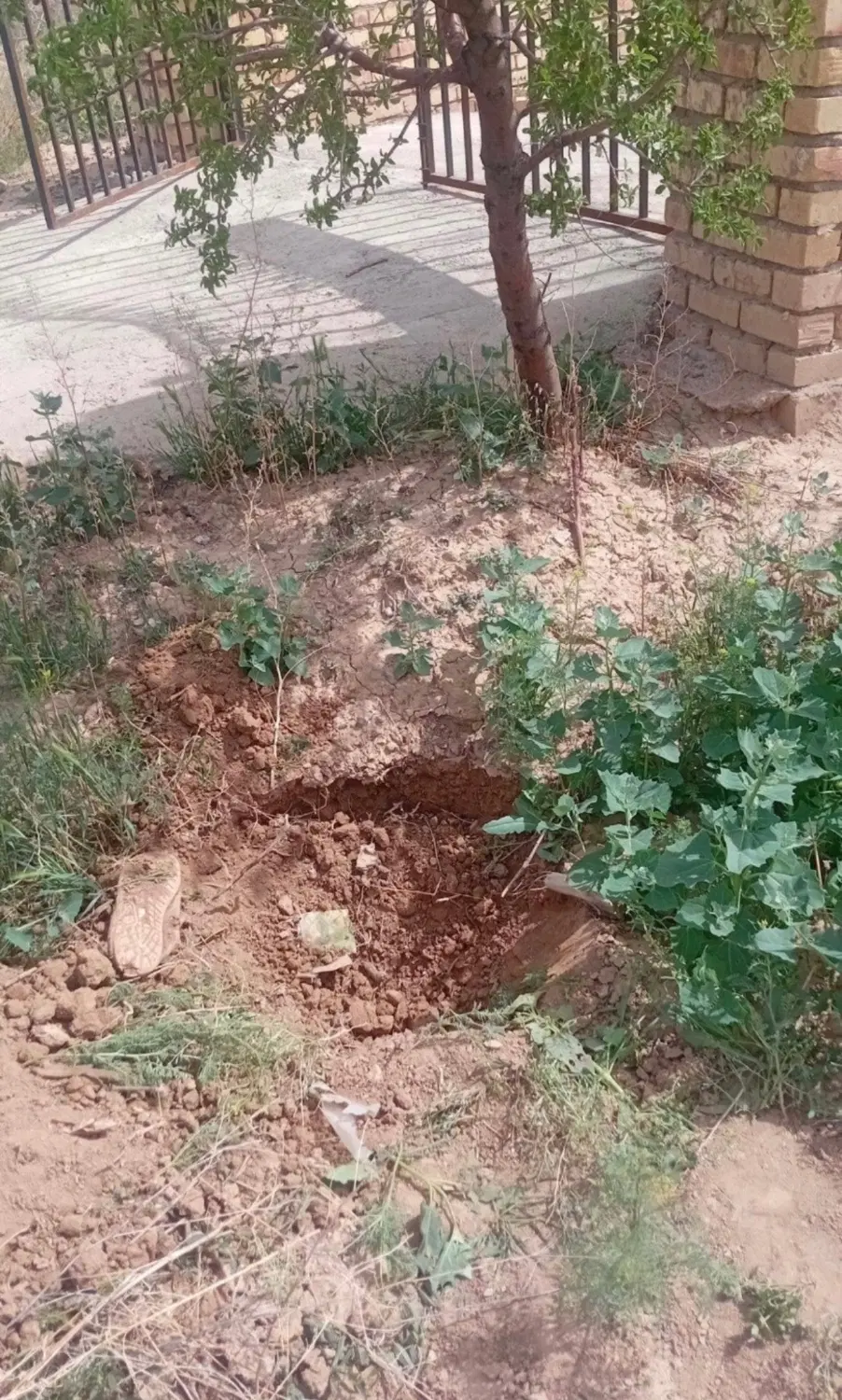 باغ سند دار تاکستان قزوین