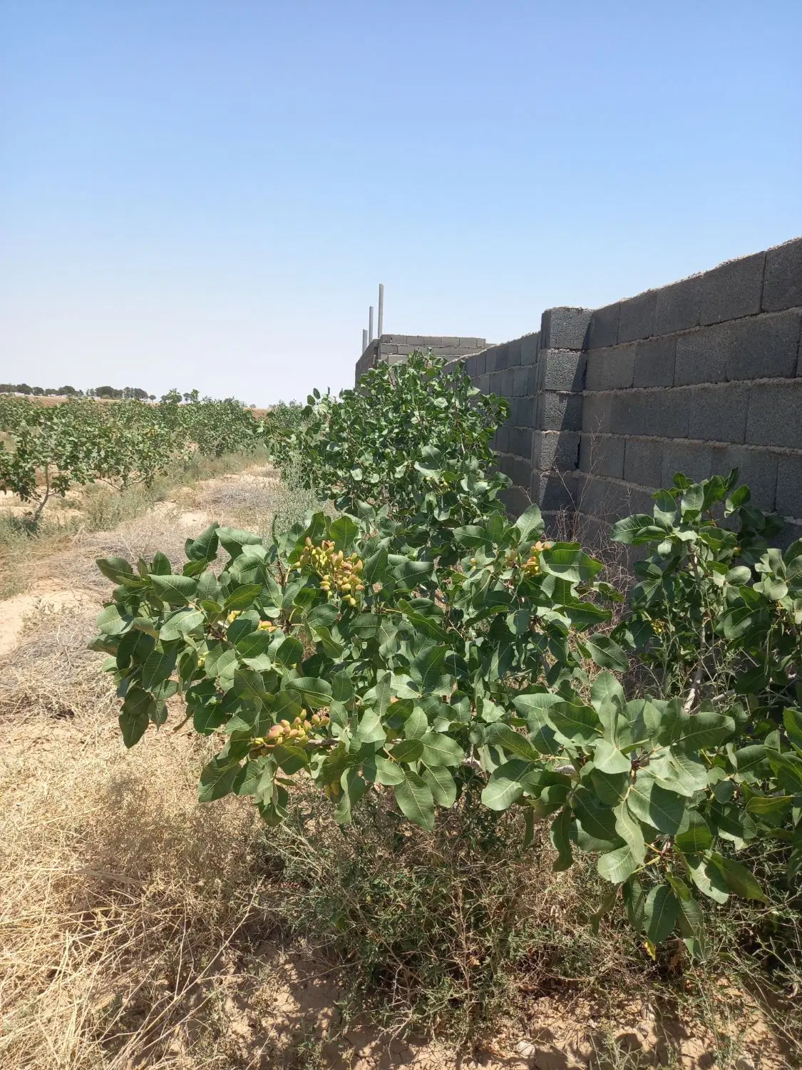 باغ پسته دیوارکشی