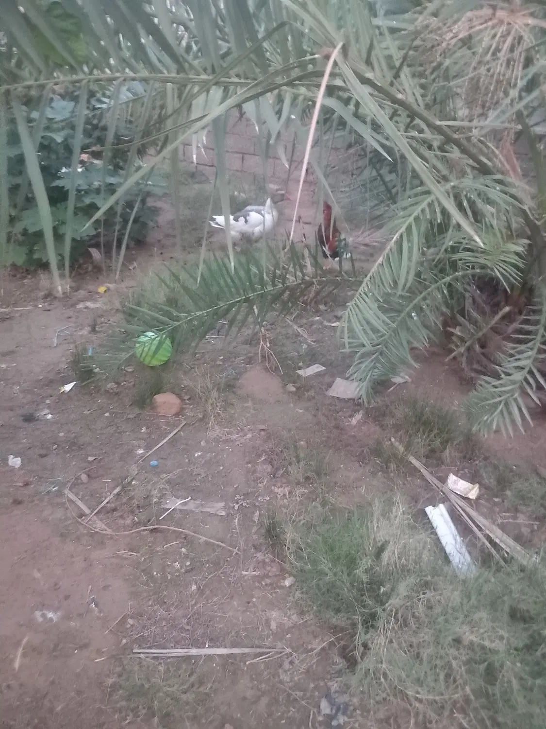 زمین ۲۰۰ متر