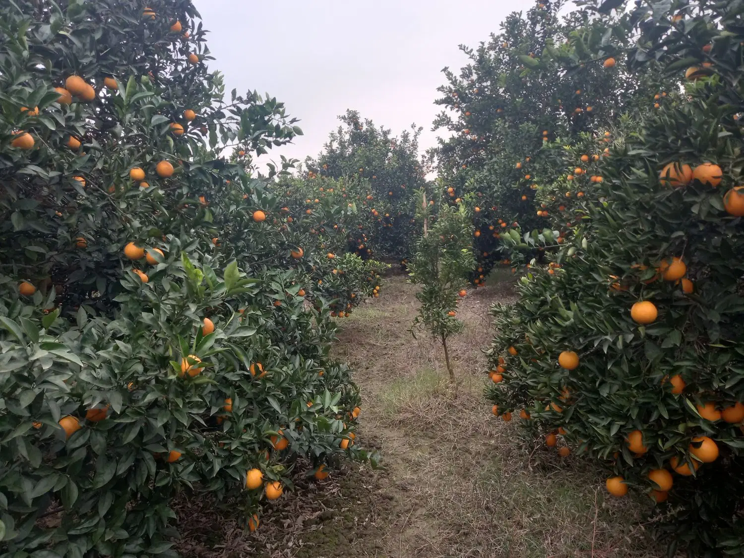 زمین شهرک بهار آزادگان بنیاد شهید