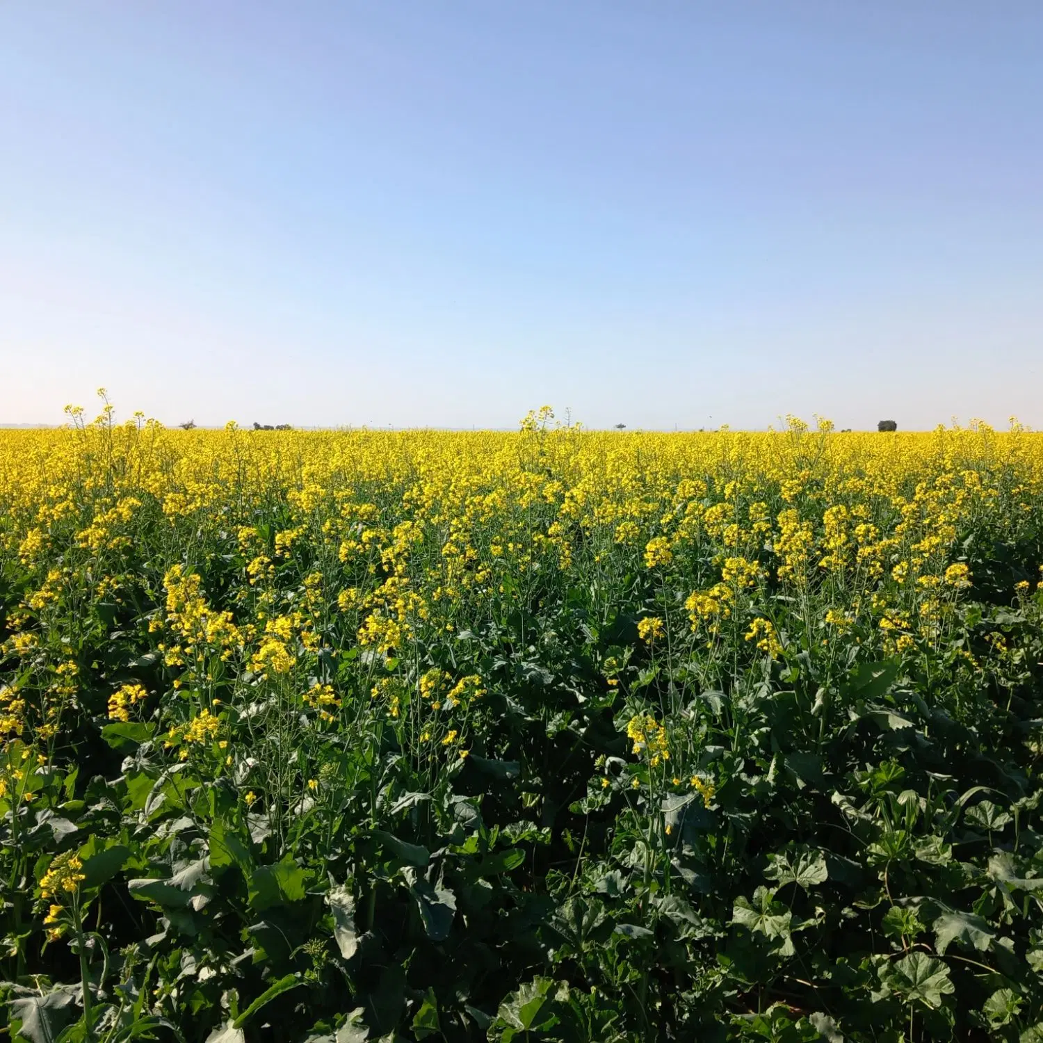فروش  زمین