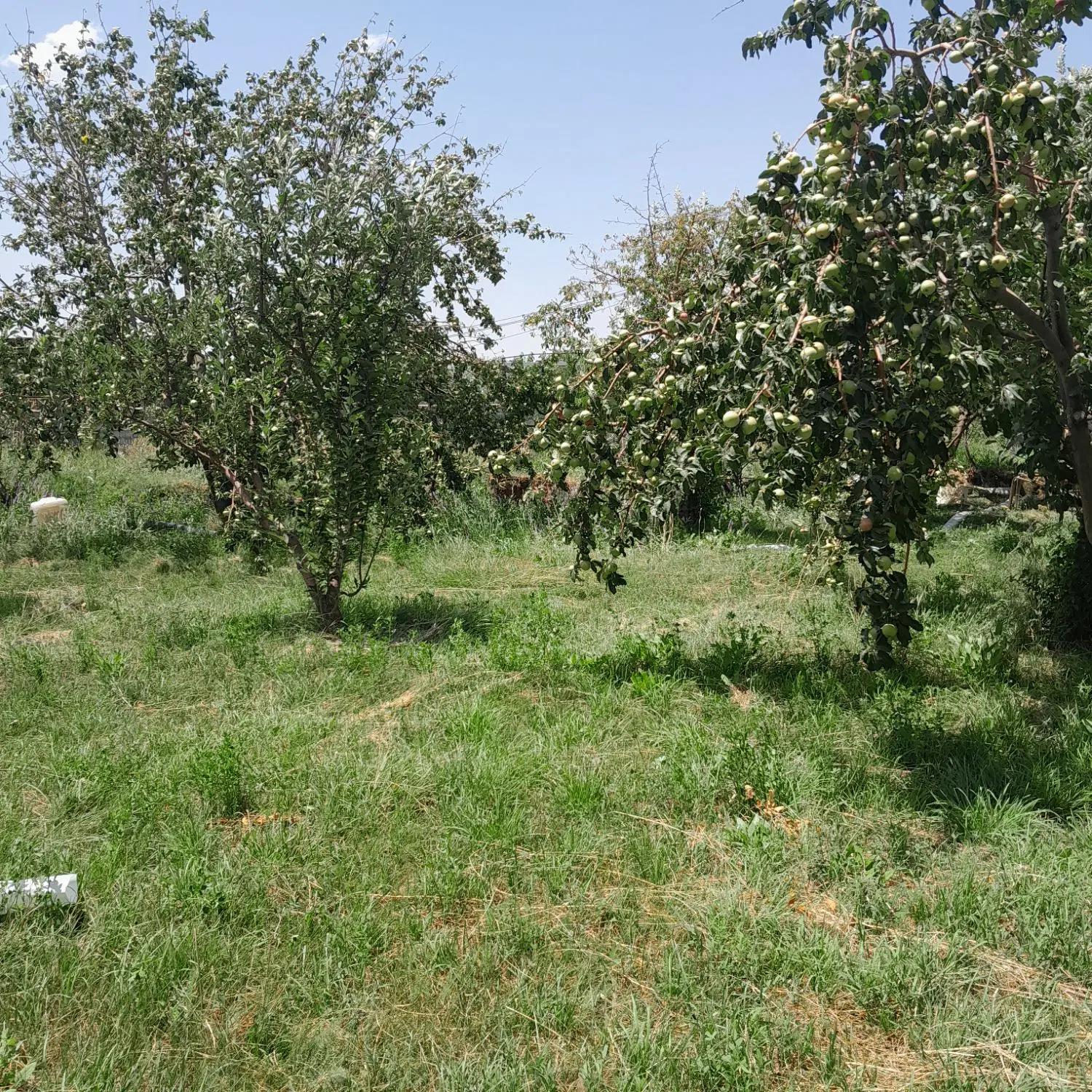 باغ سایان
